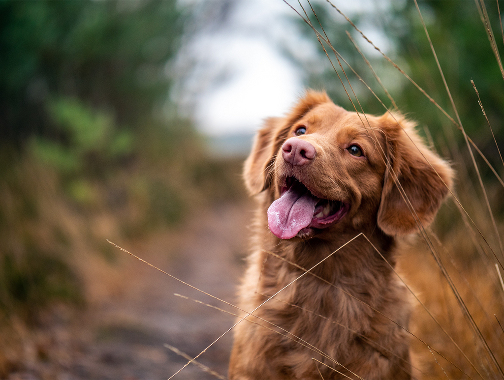 Decoding Dog Behavior: Understanding Common Canine Actions and What They Mean