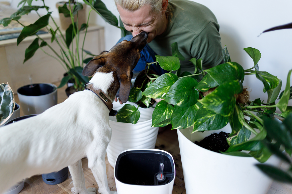 Pets and Mental Health: How Animals Enhance Our Emotional Well-being