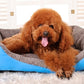 Colors Paw Pet Sofa