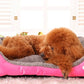 Colors Paw Pet Sofa