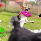 Pet Flying Saucer Ball