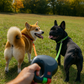 2-in-1 double retractable leash