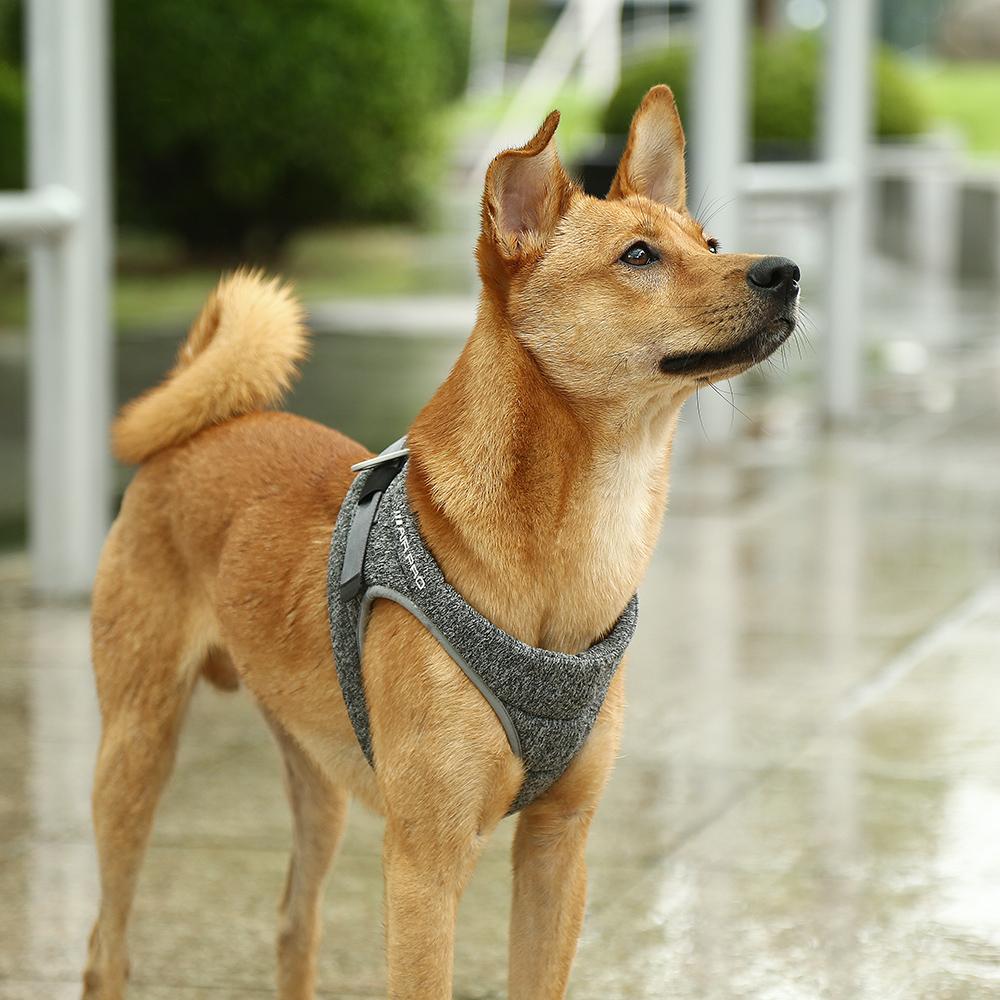 Instachew PETKIT Air Pro Dog Harness - Pawfection