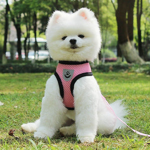 Pet Harness