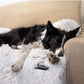 Dog Bed Cushion