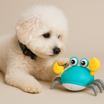 White dog playing with a blue crab-shaped toy on a beige background