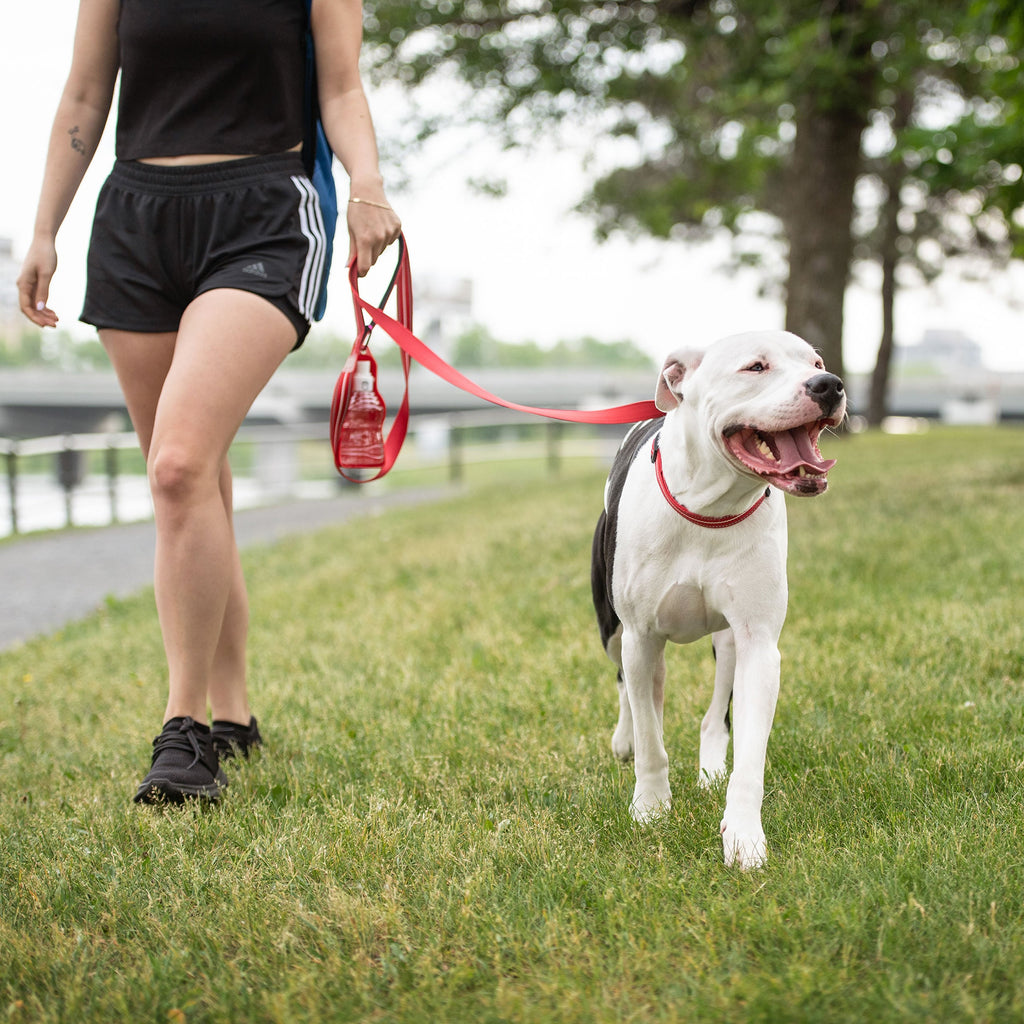 Reflective Leash - Red - Pawfection