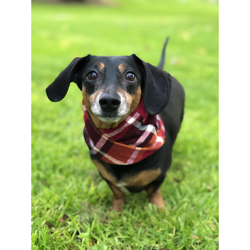 Spice Latte - Dog Scarf - Pawfection