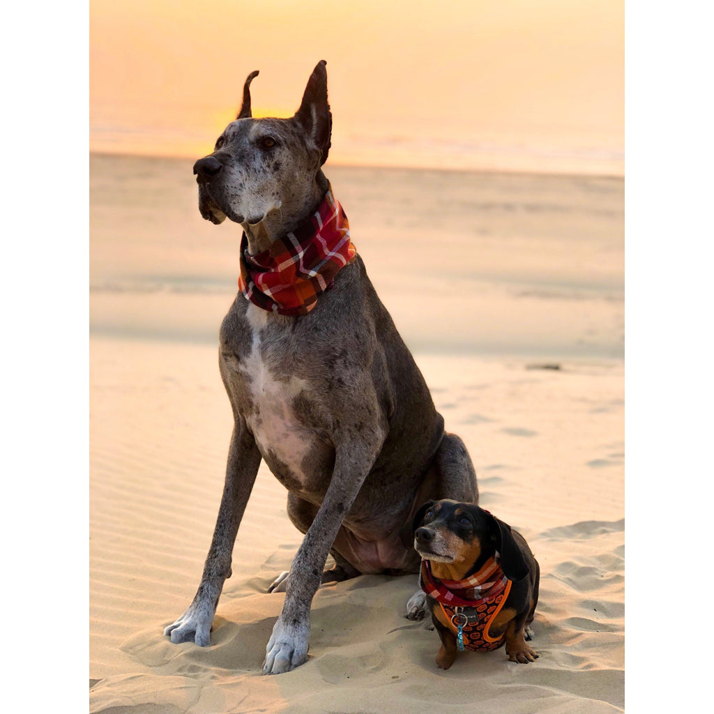 Spice Latte - Dog Scarf - Pawfection