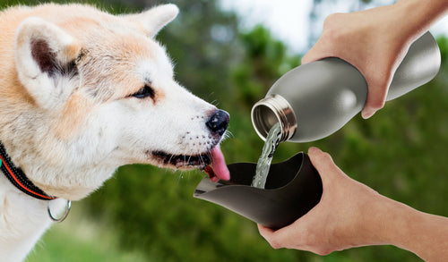 Mobile Dog Gear 25 Oz Water Bottle - Pawfection