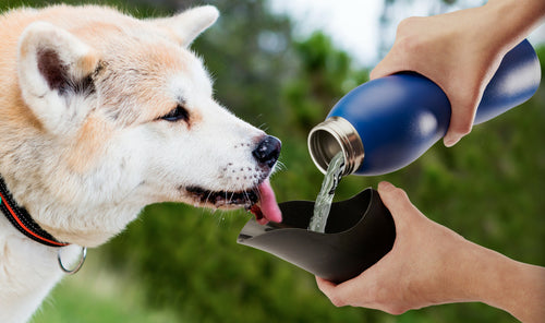 Mobile Dog Gear 25 Oz Water Bottle - Pawfection