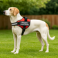 Safety Dog Harness