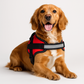 Safety Dog Harness