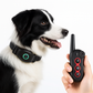 The DB400 Remote Dog Bark & Training Collar