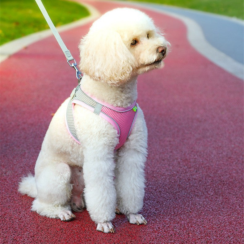Harness & Leash Set