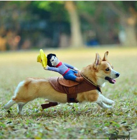 Puppy Cowboy Outfit - Pawfection