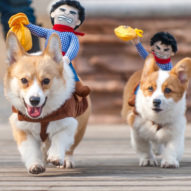 Puppy Cowboy Outfit - Pawfection