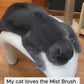 Cat Steam Brush