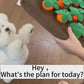 Pet Plush Food Toys