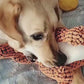 Dinosaur Dog Toys