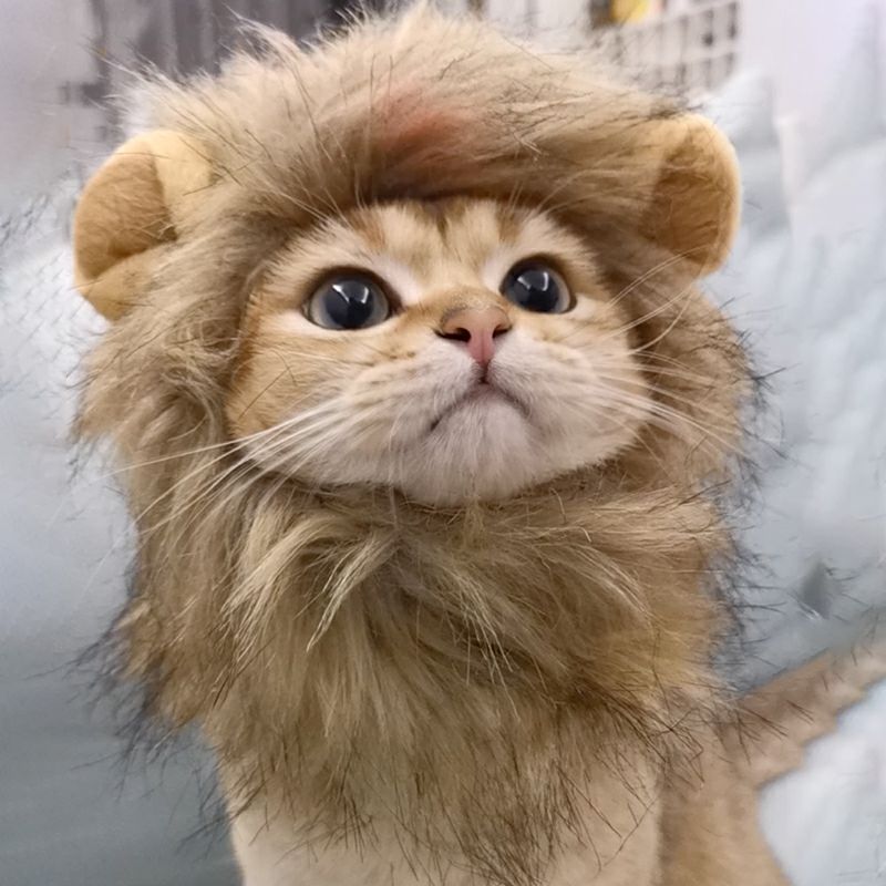 Lion Mane Cat Costume - Pawfection