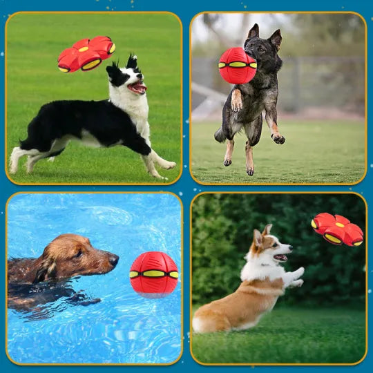 Pet Flying Saucer Ball - Pawfection