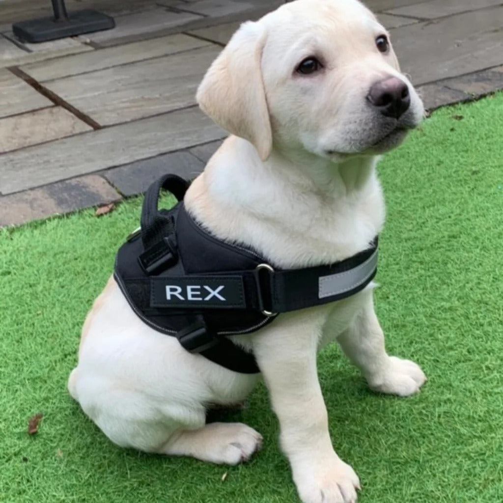 Safety Dog Harness - Pawfection