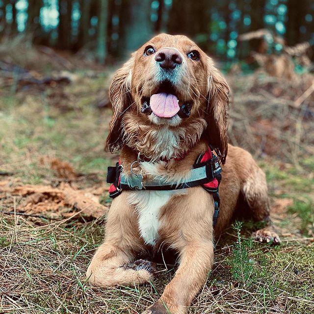 Safety Dog Harness - Pawfection