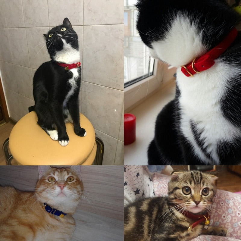 Collar For Small Cats & Dogs - Pawfection