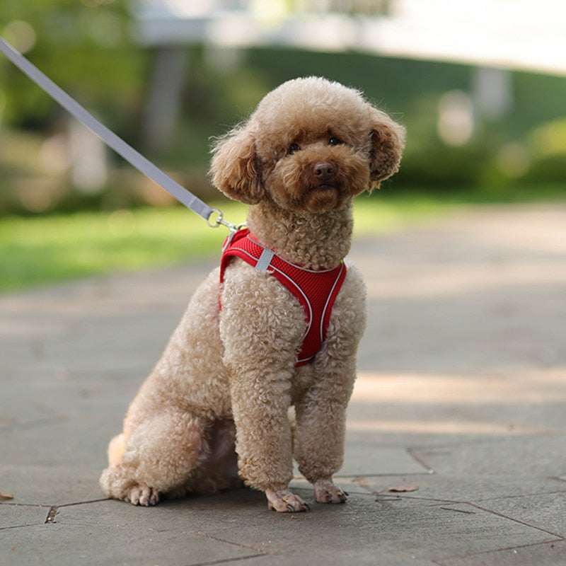 Harness & Leash Set for Small Dogs - Pawfection