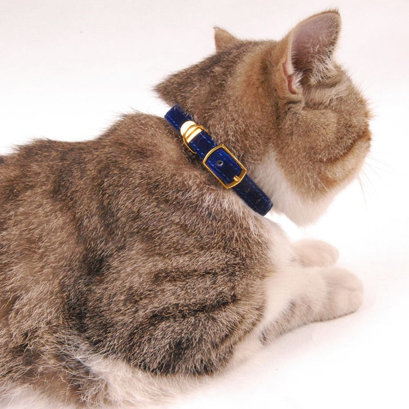 Collar For Small Cats & Dogs - Pawfection