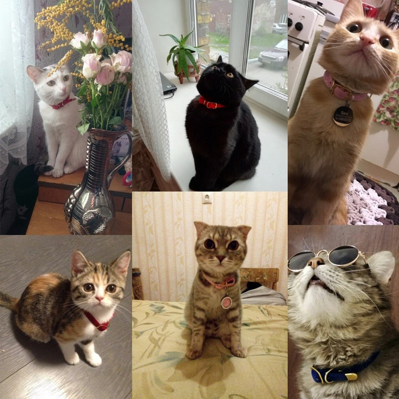 Collar For Small Cats & Dogs - Pawfection