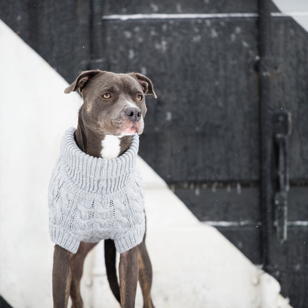 Chunky Dog Sweater - Pawfection