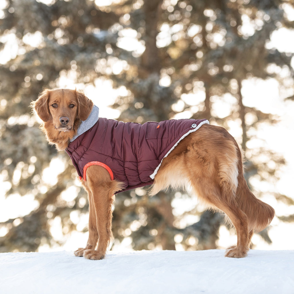 Winter Sailor Parka - Burgundy - Pawfection