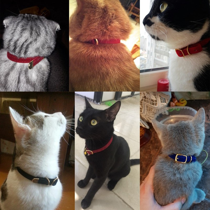 Collar For Small Cats & Dogs - Pawfection