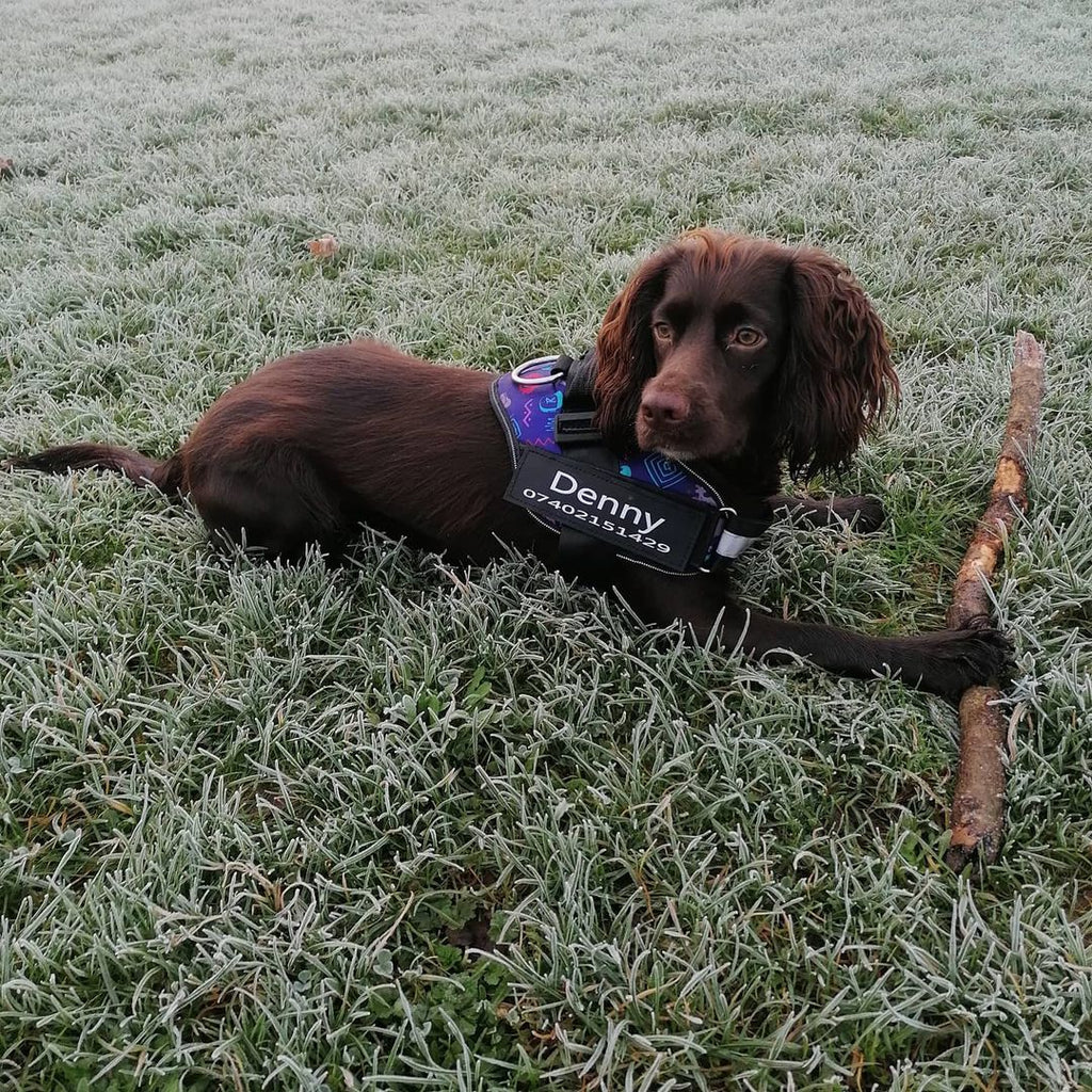 Safety Dog Harness - Pawfection